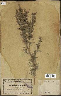 spécimen de Artemisia arborescens