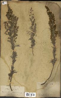 spécimen de Artemisia arborescens