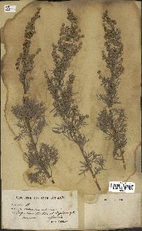 spécimen de Artemisia arborescens