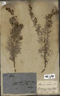 spécimen de Artemisia arborescens