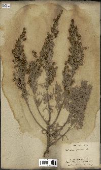 spécimen de Artemisia arborescens