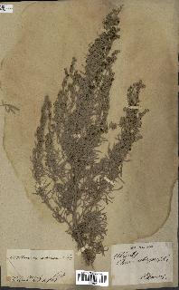 spécimen de Artemisia arborescens