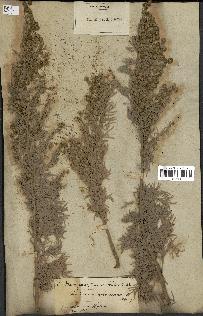 spécimen de Artemisia arborescens