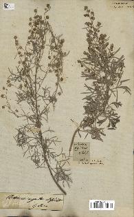 spécimen de Artemisia argentea