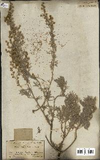 spécimen de Artemisia arborescens