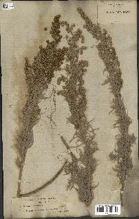 spécimen de Artemisia arborescens