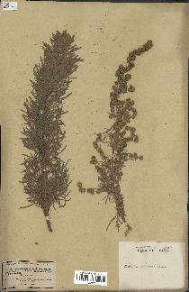 spécimen de Artemisia arborescens