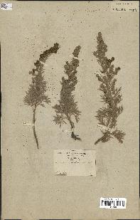 spécimen de Artemisia arborescens