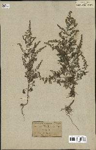 spécimen de Artemisia annua