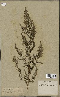 spécimen de Artemisia annua