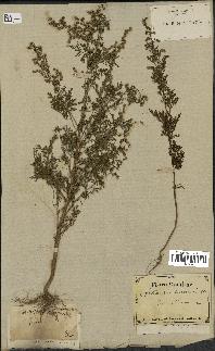 spécimen de Artemisia annua