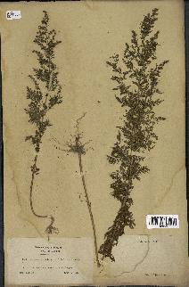 spécimen de Artemisia annua