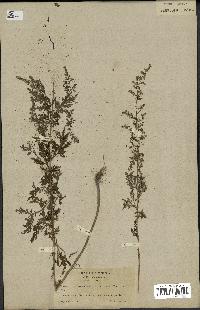 spécimen de Artemisia annua