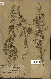 spécimen de Artemisia annua