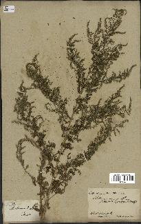 spécimen de Artemisia annua