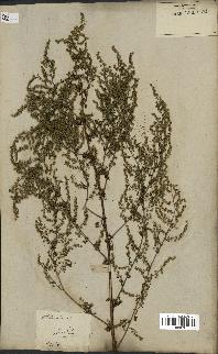 spécimen de Artemisia annua