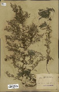 spécimen de Artemisia annua