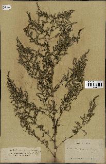 spécimen de Artemisia annua