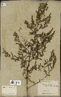 spécimen de Artemisia annua