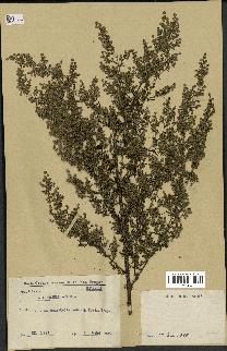 spécimen de Artemisia annua