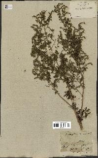 spécimen de Artemisia annua