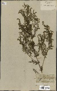 spécimen de Artemisia annua