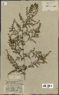 spécimen de Artemisia annua