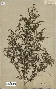 spécimen de Artemisia annua