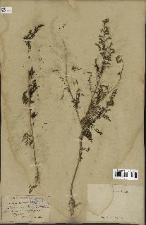 spécimen de Artemisia annua