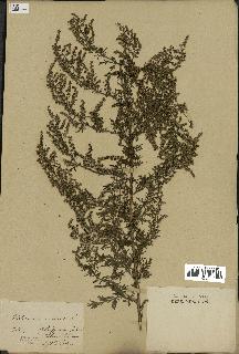 spécimen de Artemisia annua