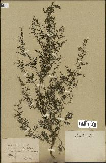 spécimen de Artemisia annua