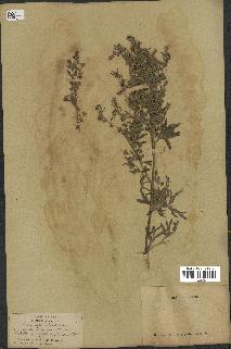 spécimen de Artemisia absinthium