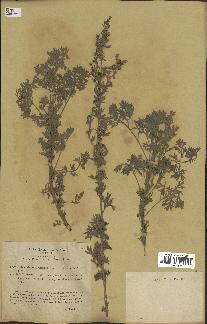 spécimen de Artemisia absinthium