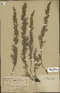 spécimen de Artemisia absinthium