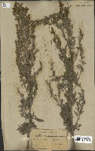 spécimen de Artemisia absinthium