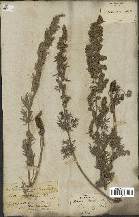 spécimen de Artemisia absinthium