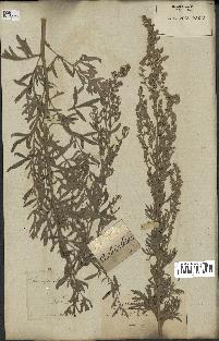 spécimen de Artemisia absinthium