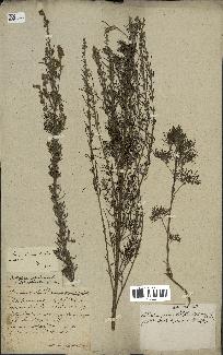 spécimen de Artemisia abrotanum