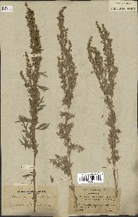 spécimen de Artemisia absinthium