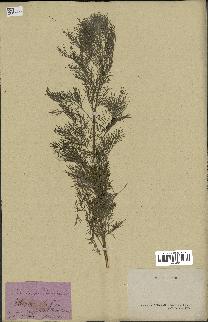 spécimen de Artemisia abrotanum