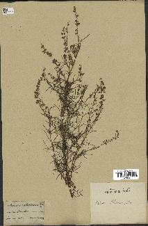 spécimen de Artemisia abrotanum