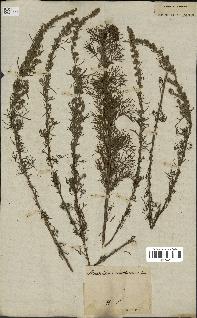 spécimen de Artemisia abrotanum