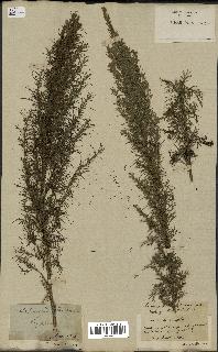 spécimen de Artemisia abrotanum