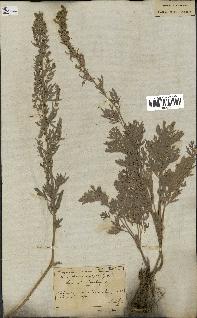 spécimen de Artemisia absinthium