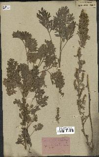 spécimen de Artemisia absinthium