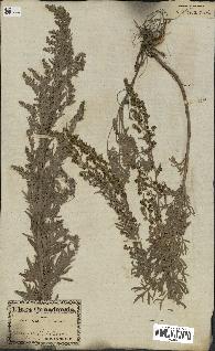 spécimen de Artemisia absinthium