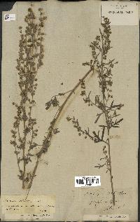 spécimen de Artemisia absinthium