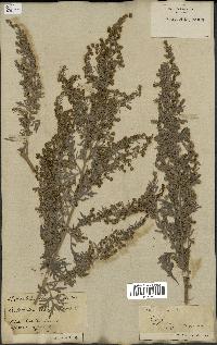 spécimen de Artemisia absinthium