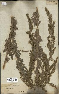 spécimen de Artemisia absinthium