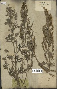 spécimen de Artemisia absinthium